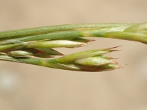 Juncus macrophyllus