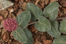Asclepias solanoana