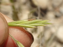 Bromus grandis