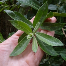 Salix sitchensis