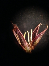 Juncus phaeocephalus var. phaeocephalus