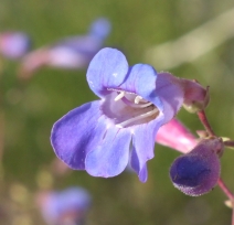 Penstemon spectabilis