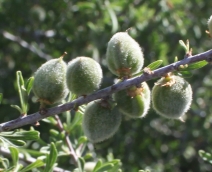 Prunus fasciculata