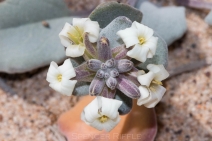 Dithyrea maritima