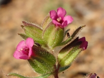 Diplacus rattanii