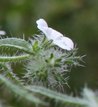 Cryptantha clevelandii