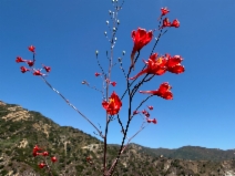 Delphinium cardinale