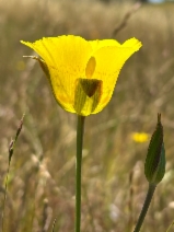 Calochortus luteus - Calflora