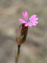 Petrorhagia dubia