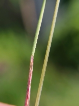 Festuca idahoensis