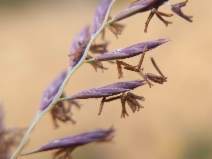 Festuca idahoensis