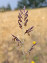 Festuca idahoensis