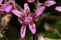 Acourtia microcephala
