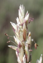 Melica californica