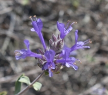Salvia clevelandii