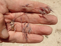 Bromus arenarius