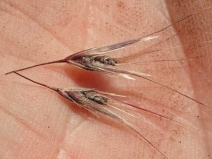 Bromus arenarius