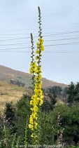 Verbascum virgatum