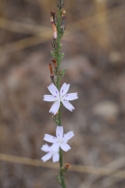 Stephanomeria virgata