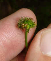 Sanicula hoffmannii