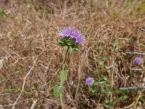 Monardella viridis ssp. viridis