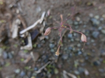 Mimulus nudatus