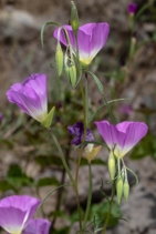 Clarkia gracilis ssp. albicaulis