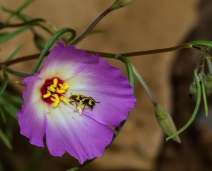 Clarkia gracilis ssp. albicaulis