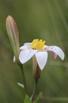 Lilium rubescens