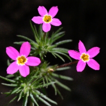 Leptosiphon bicolor