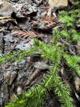 Lycopodium clavatum