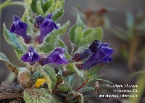 Scutellaria tuberosa
