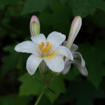 Lilium rubescens - Calflora