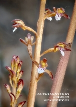 Corallorhiza maculata var. maculata