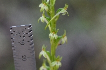 Platanthera elongata