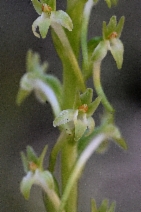 Platanthera elongata