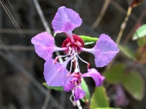 Clarkia unguiculata