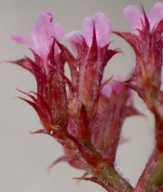 Chorizanthe staticoides