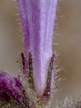 Turricula parryi