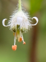 Heuchera micrantha