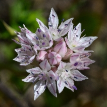 Allium amplectens