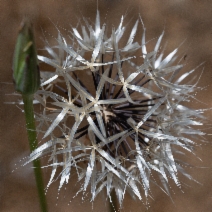 Uropappus lindleyi
