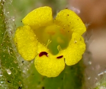 Mimetanthe pilosa