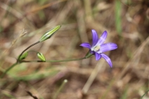 Brodiaea terrestris