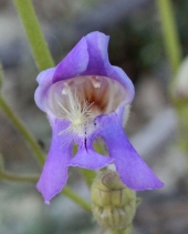 Penstemon grinnellii