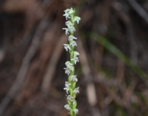 Piperia candida