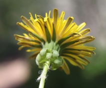 Taraxacum officinale