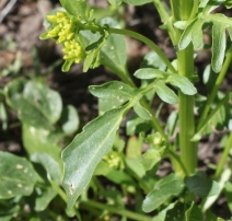 Barbarea orthoceras