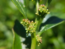 Oxybasis macrosperma