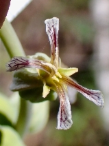 Streptanthus lemmonii